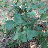 Abutilon indicum (L.) Sweet